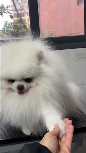 Cutest Fluffy Dog Ever! 🐶❤️ Looks Like a Cotton Ball#cutedog#viraldogs