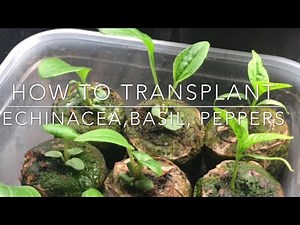 HOW TO: Transplant Echinacea | INDOOR GROWING |Starting Seeds For Outdoor Planting