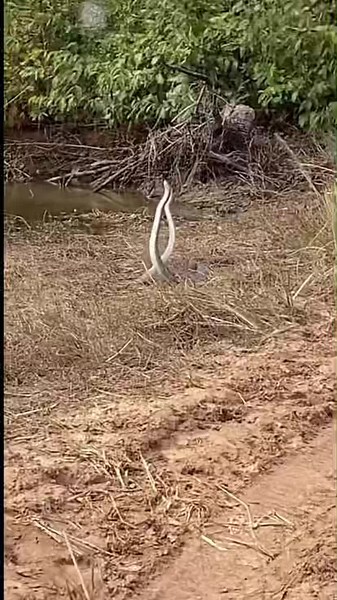 ហេតុតាគេមានគូ🥹🥹#foryou