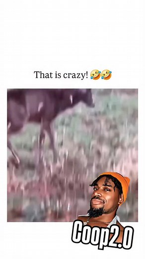 3.5M views · 96K reactions | Yall didn’t see NUN 狼 funny animal voiceover by Coop2.0 | Coop 2.0 | Facebook