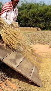 Paddy Threshing by Bating: Hi Friends, In this reel you can see that the farmers were busy threshing paddy manually by beating. In this reel we tried to show you how paddy is threshed traditionally. They beat paddy bundles on wooden log. It's tiring and laborious too. But we see this method seldomly. #threshing #fb #reels #kisan #krishi #paddy #paddycultivation #paddyfarmers #paddyfarming #paddyfarmer #rice #ricefarmer #ricecultivation #ricefarming #fbreels #agriculture #agritech #farmer #farmer