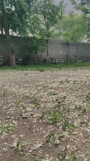 Spring Wind Magic 🌿| Falling Leaf Dancing in the Breeze | Relaxing Nature View