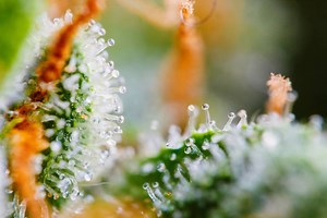 Trichome Color Changes: How Long Does It Take For Trichomes To Go From Clear To Amber? - WeedMania420
