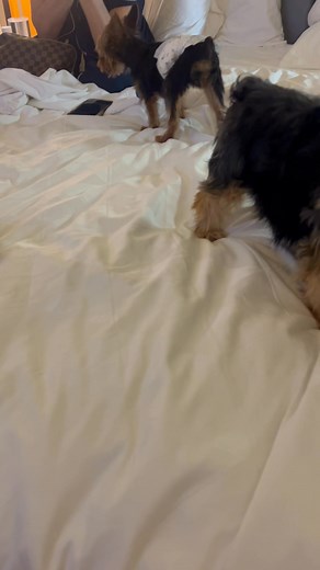 18 reactions | These dogs keep me rolling 藍 #yorkiesofinstagram | John Cox | Facebook