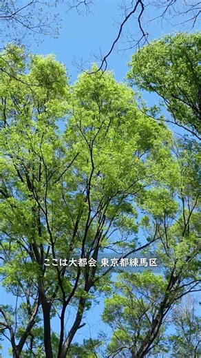 東京23区に隠れた自然！(07)🌿練馬区 八坂神社で癒される