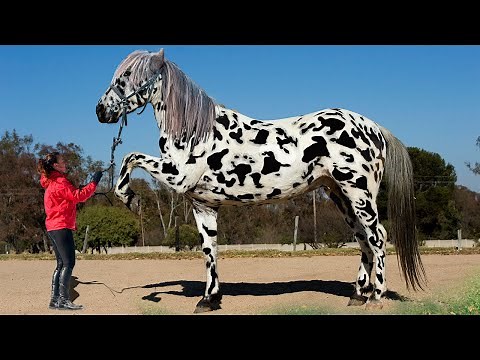 10 Most Unique Horses In The World!