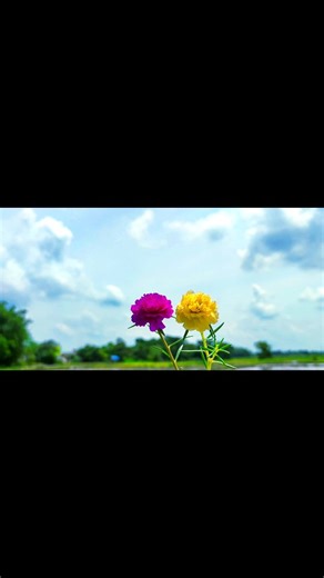 natural seen on Instagram: "🌸❤️. .. .. .. #trending #reels #mobilephotography #explore #nature #view #naturephotography #viral #likesforlike #flowers #explorepage #insta #instalike #instadaily #instalove #tag #your #love"