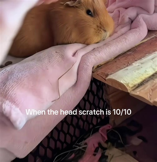 10/10 Head Scratch for Your Guinea Pig