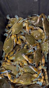 Live blue crabs available today! 🦀🦀🦀🦀🦀🦀🦀🦀🦀🦀🦀🦀🦀 🚨 🚨🚨🚨🚨🚨🚨🚨🚨🚨🚨🚨🚨 1948 49th st south St. Petersburg FL 33707 Contact us at 727-202-6808 First come first serve! Small $30 a dozen ( buy 1 get 1 free! ) Large $70 a dozen XL $80 a dozen Jumbo $11.99lb Follow us @jbsseafoodmarket #crab #bluecrabs #bluecrab #seafoodlovers #dinner | JB'S Seafood