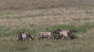 Wildlife Wednesday: Caribou of Arctic National Wildlife Refuge. There are two main populations of caribou in the Arctic National Wildlife Refuge: the Porcupine caribou herd and Central Arctic herd. The Porcupine herd is always on the move- their range is the size of Wyoming in the Refuge and the Yukon and Northwest Territories and they may travel more than 3000 miles during their yearly movements. The Central Arctic Caribou herd roams the central region of northern Alaska. Arctic National Wildli
