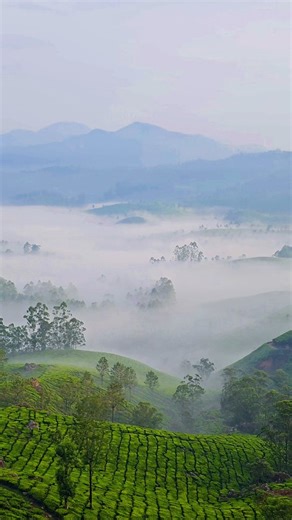 1.3K views · 22 reactions | Munnar is one of the most beautiful hill...