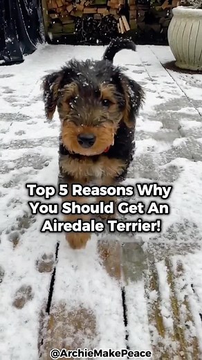 Top 5 Reasons Why You Should Get An Airedale Terrier! #airedaleterrier #dogsoftiktok #makemefamous #fyp #puppiesoftiktok #airedaleterrierpuppies
