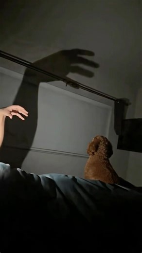 Dog vs. Shadow: Who Wins?🤣 #funny #pets #dog