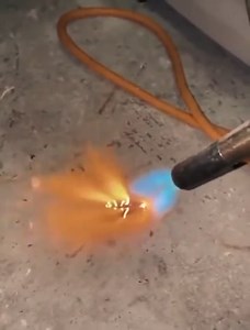 Friends with Cockroach