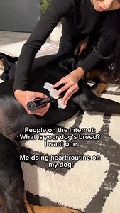 An amazing breed also comes with a lot of responsibility. Unfortunately, Dobermans are prone to a heart disease called DCM (Dilated Cardiomyopathy). It’s a serious condition that can be life-threatening if it goes undiagnosed, and sometimes it doesn’t show any symptoms at all. If it’s caught early, DCM can often be managed with the right treatment, monitoring, and some lifestyle changes. Today, Diesel is wearing a Holter monitor, which will track his heart activity for the next 24 hours so we ca