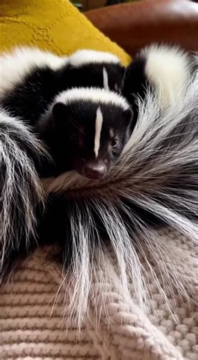 Now THAT'S a cuddle puddle! I  3 tails and only one head 藍 skunk 令 #lifestyle #skunk #wildlife #animals #SkunkFacts | Skunk Lovers | Facebook