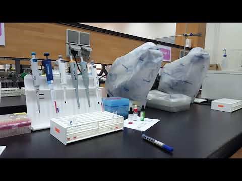 Blood Bank lab - Direct AHG (Direct Coombs test) - Practical Part 2
