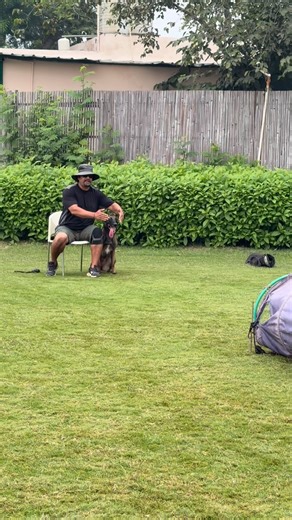 Directional work my Malinois girl 🔥 #dogtraining #dogtrainer #dogsofinstagram | Prakash Ajay