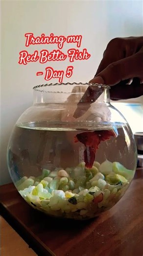 Training my Red Betta Fish - Day 5 #bettafish #aquarium #redbetta #schoolingfish