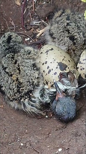 Oystercatcher Chicks Hatching At The Arctic Circle - Amazing Nature Norway #shorts
