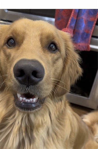 golden.sam.handwich on TikTok