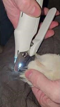 Clip Your Dog's Nails Safe, Quick & Easy .,.