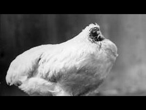 The chicken that lived for 18 months without a head