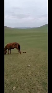 624K views · 20K reactions | ЭХИЙГЭЭ АВАРСАН УНАГА Тик ток дээр хамгийн их үзэлттэй байгаа бичлэг | livetv.mn | Facebook