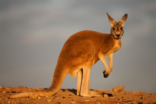 Can kangaroos walk – or hop – backwards? | Discover Wildlife