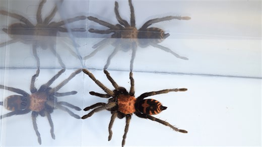 Tarantulas adapt their running style after losing legs