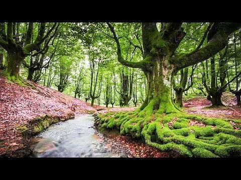 Ruisseau très relaxant et féerique en forêt, nature avec chants d'oiseaux, relaxation, zen, paix