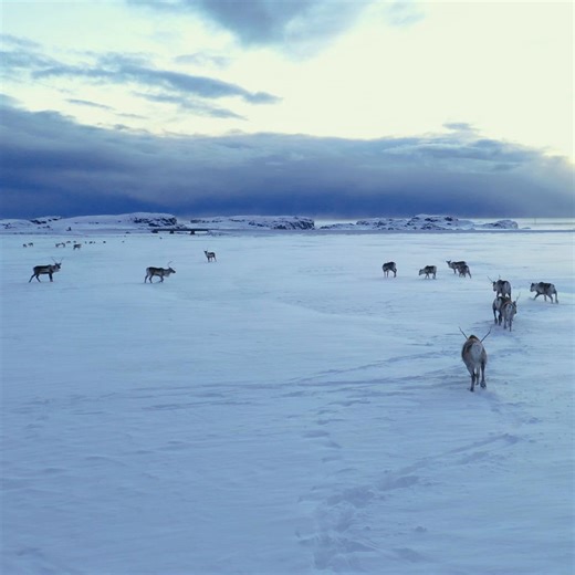152K views · 10K reactions | In the east of Iceland, reindeer roam freely through the winter landscapes.歷️ | Guide to Iceland | Facebook