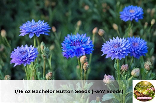 Bachelor Button Seeds | Tall Blue Cornflower, Easy Grow Annual Flowers - Etsy