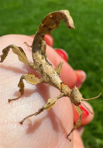Exploring the Australian Spiny Stick Insect