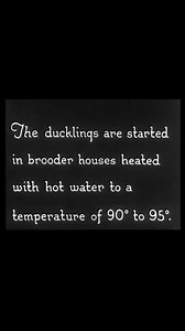 📜 Vintage Long Island Duck Farming #longisland #longislandconnection #longislandlife #longislandhistory #history | Long Island Connection