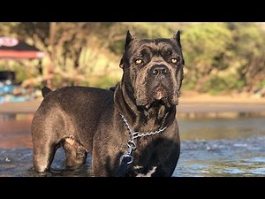Top 7 Reasons CANE CORSO is a Superior Dog Breed