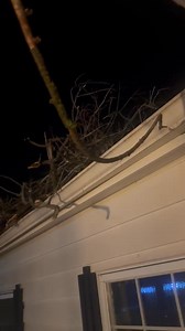 Severe winds hit the region early this morning. This video shows damage done to a Normal Hill home in Lewiston by a falling tree this morning. A tree branch also went through the home’s roof. UPDATE: No injuries resulted from this incident. | Lewiston Tribune