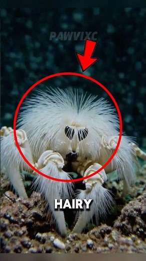 The "Abominable" Crab of the Deep Ocean! 🦀❄️