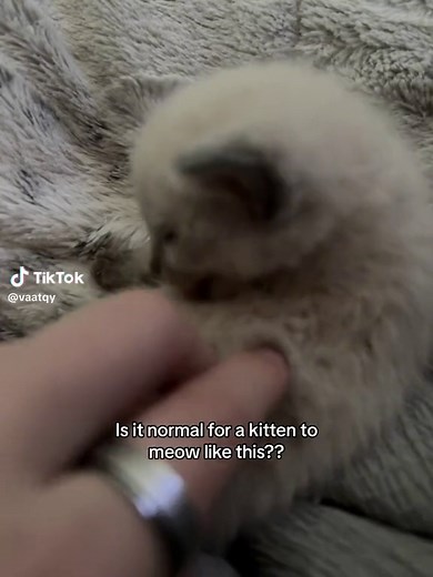 Adorable Kitten Meowing Compilation | Kittens Of TikTok