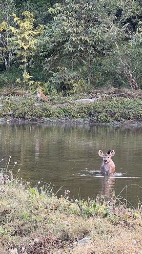 Himanshu Bhatt on Instagram: "Crazy start to Rajaji😍 Leopard chasing Sambar and Sambar showing extremes survival instincts by jumping into the water. A park yet again living upto it’s reputation 🤩 [leopard chasing sambar deer] [leopard hunting] [sambar deer calls] [Rajaji national park] [iPhone13 pro] [NikonZ8] [Wildlife photography] [November 2025] #leopard #leopardhunt #rajajinationalpark #nikonz8 #wildlifephotography"