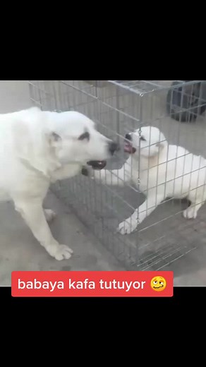 #alabay #alabailove #alabaidogvietnam #cao #alabaidog #alabaipuppy #alabai #nişantaş #bahçeşehir #irak #amerika #kangalsevenler #akbaş #fransa #belçika #almanyadakitürkler #iranian #bakü #izmitli #istanbul #kuveyt #kuveytli #şile #şilesahil #beykoz #beykozlu34vft58 #alkent2000 #alkent2000golmalikanaleri #milenyumsitesi #kadıköy #yeniyıl #yeniden #yeniakimlar #yeniakımzamanı #sao #alabaydogs #alabai #cao #الاباي #sao #阿拉拜 #alabay #алабай #tobet #ortaasyaçobanköpeği