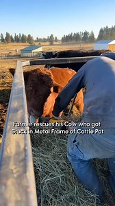 87K views · 983 reactions | When this bull got stuck in his feeder, this farmer turned into a hero! 隸‍♂️‍ #nationalfarmersday | Fur Family | Facebook