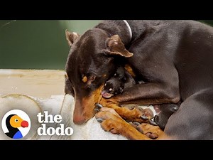 Mama Dog And Her Babies Who Got Dumped In The Rain Reunite | The Dodo