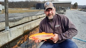 Here's what you need to know about PA's trout stocking and season