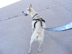 Dog Training Tools: The Sporn Dog Harness