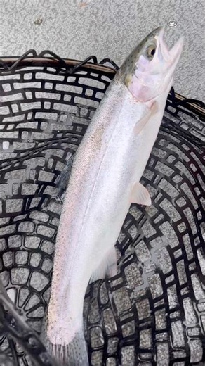 STEELHEAD TROUT FISHING WITH SALMON ROE 12/7/2025