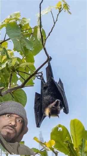 vampire bat sound #animals