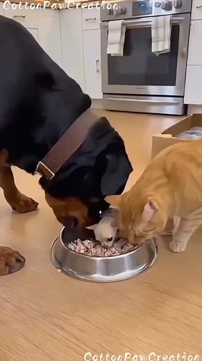 Dog😅😅😅😅 | Facts 1M Official