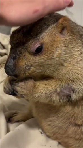 Marmots are like babies #marmot #shorts