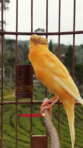 The Orange Canary Sings – Viral Bird Sound 2026 #canary #birds #canario #kenari #animals